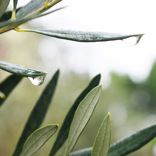 Olivenbaum Bewässerung