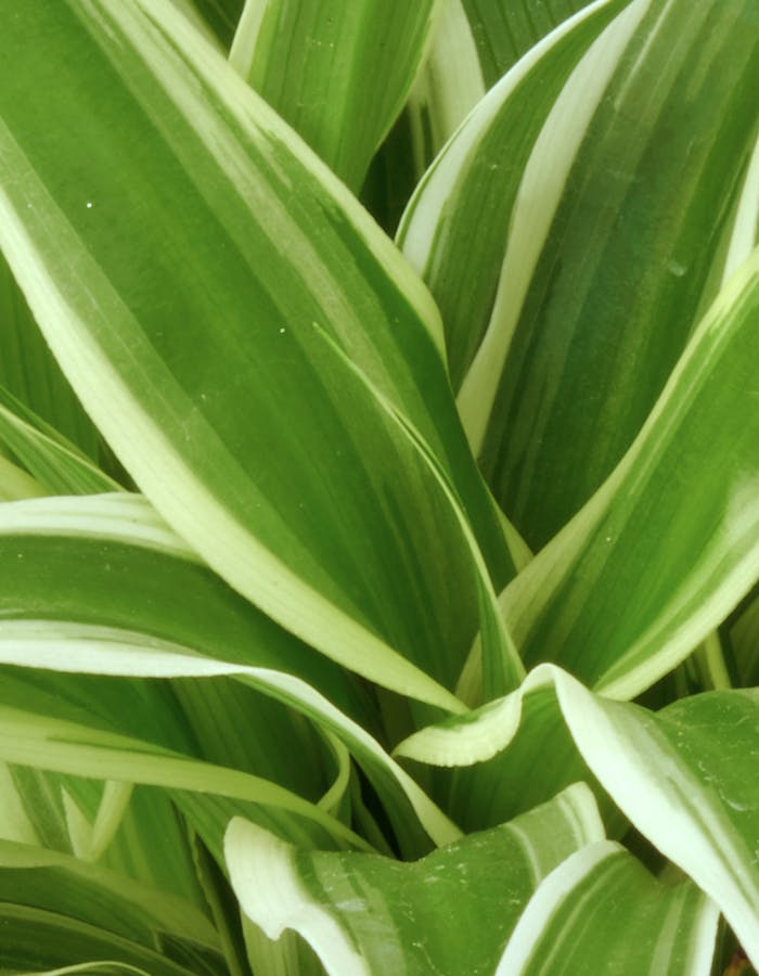 Chlorophytum Krankheiten