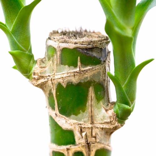 Dünger Dracaena 