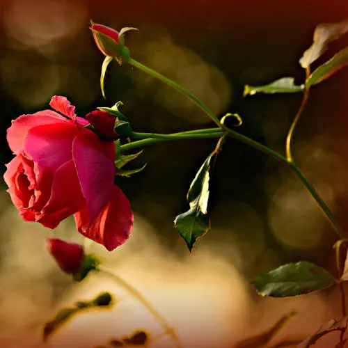 Getrocknete Rosen zum Dekorieren