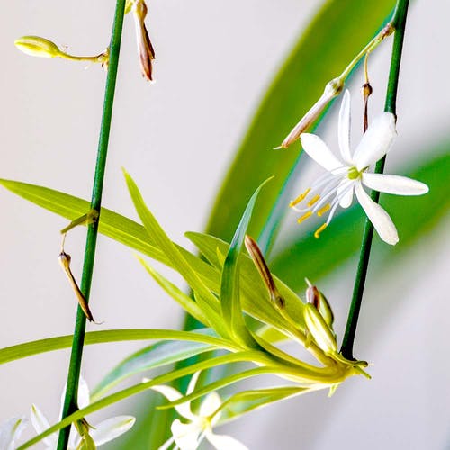 Chlorophytum - Blüht die Pflanze?