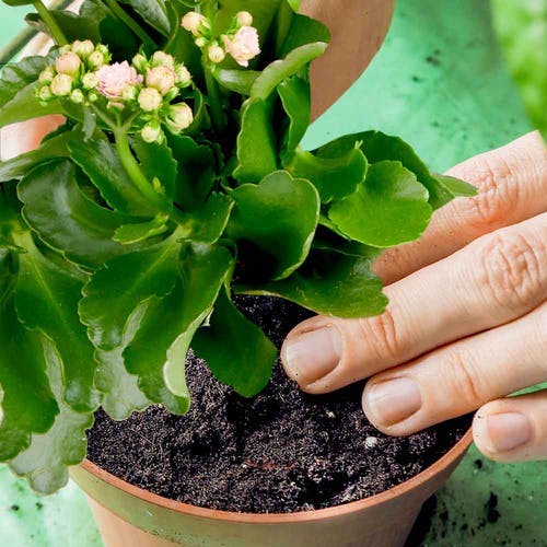 Kalanchoe Umtopfen