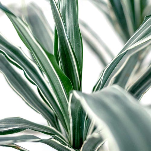 Merkmale der Dracaena