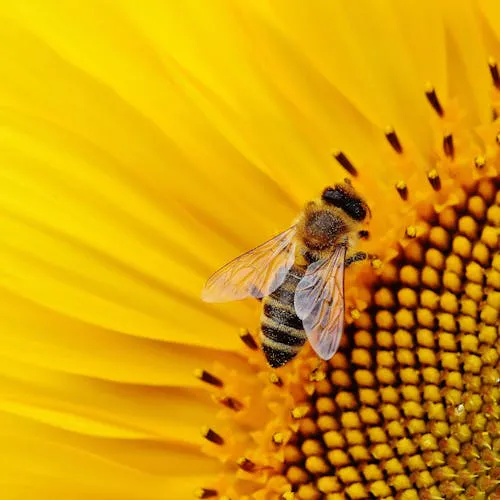 Pflege und Unterhaltung der Sonnenblume in der Vase