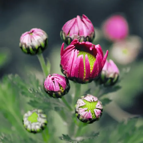 Chrysanthemen Blütezeit im Überblick