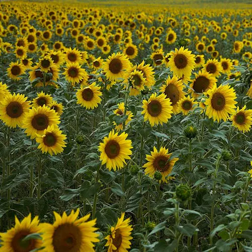 Ursprung der Sonnenblume aus Nord- und Mittelamerika