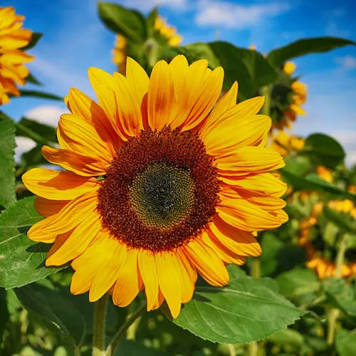 Sonnenblume in voller Blüte mit leuchtend gelben Blütenblättern
