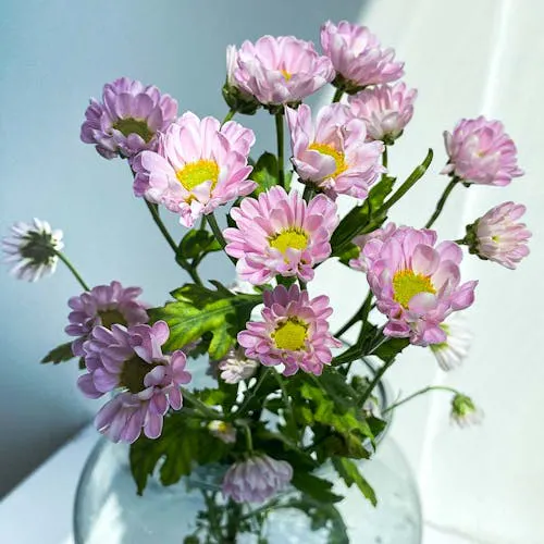 Chrysanthemen pflegen und in der Vase frisch halten