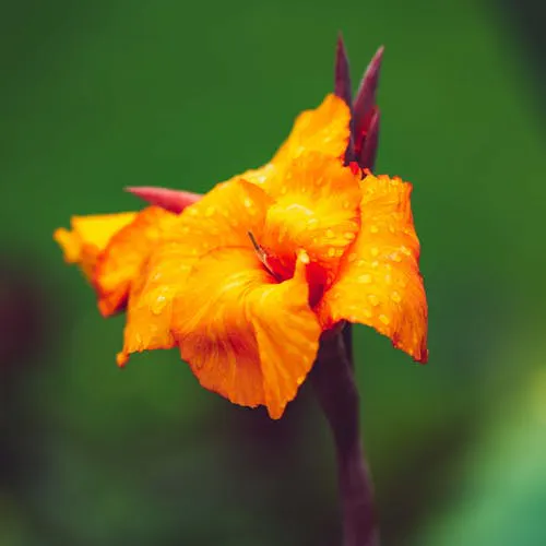 Blühende Gladiole in leuchtendem Rot