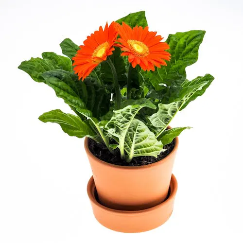 Frische Gerbera als Schnittblumen in einer Vase