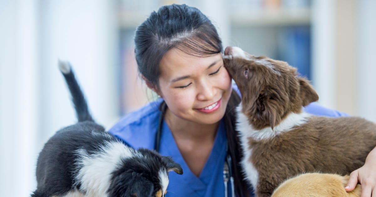 Veterinarian Job Description, Salary and Qualifications on Ricebowl