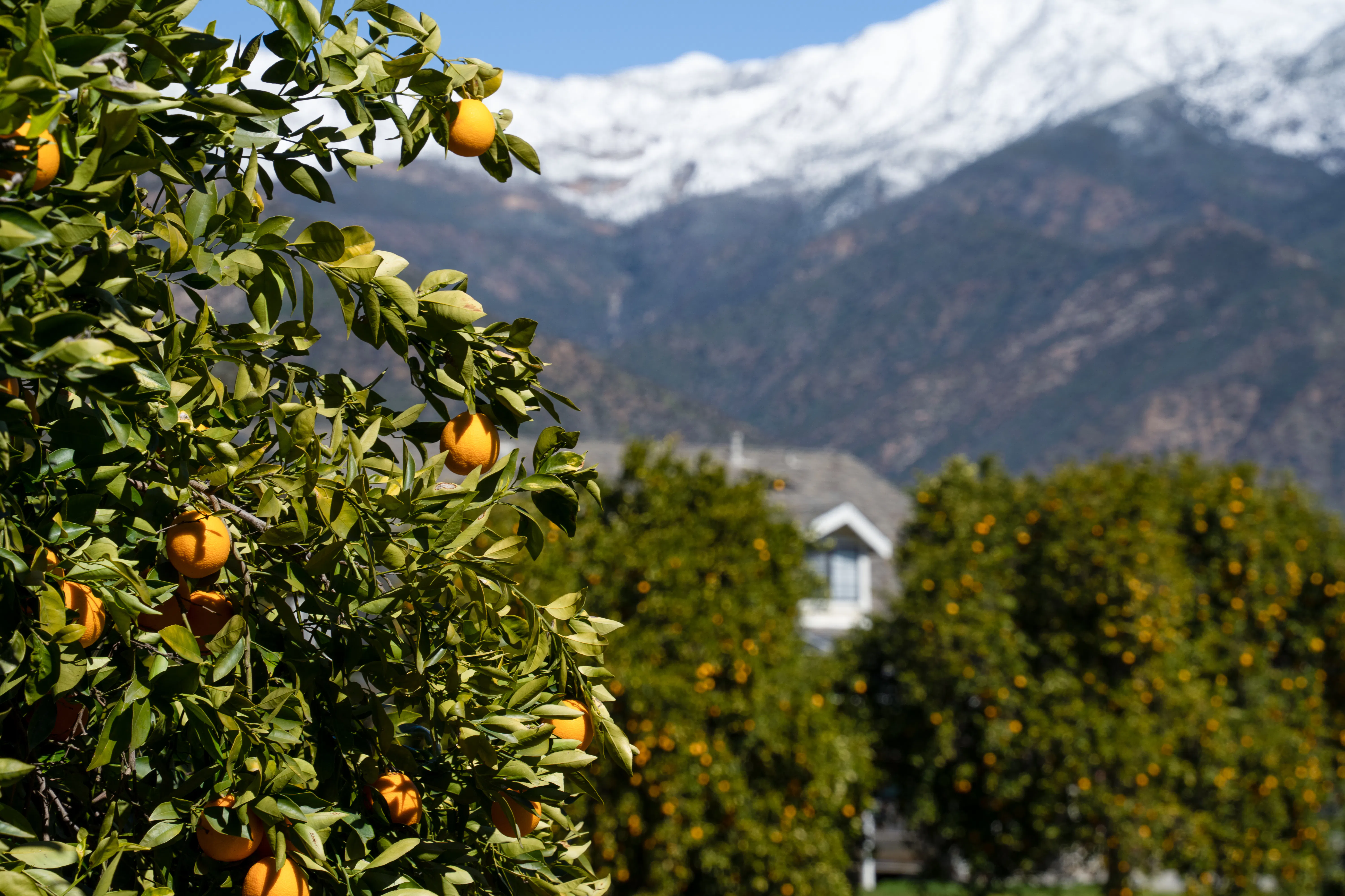 férias de inverno em Ojai, Califórnia, 2024