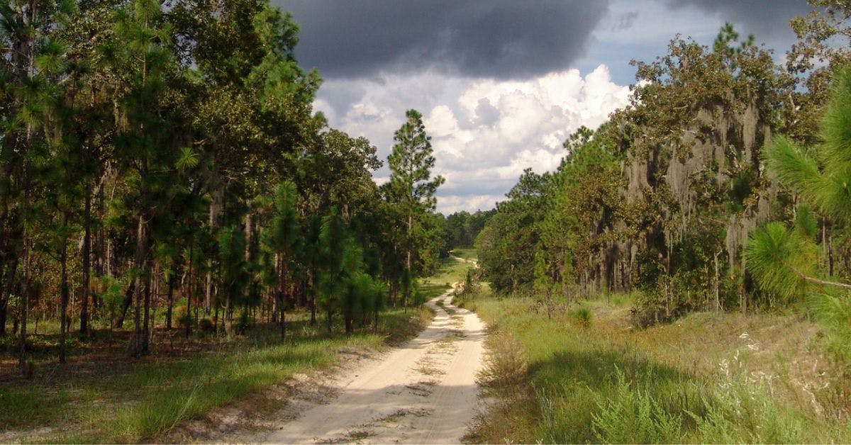 Croom Motorcycle area at Withlacoochee State Forest unforgettable off road routes in Florida