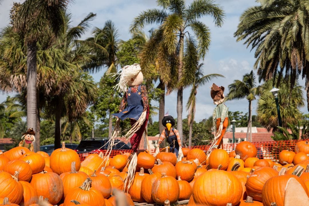 Fall picture of a pumpkin patch in Florida before Halloween and Thanksgiving fall in Miami