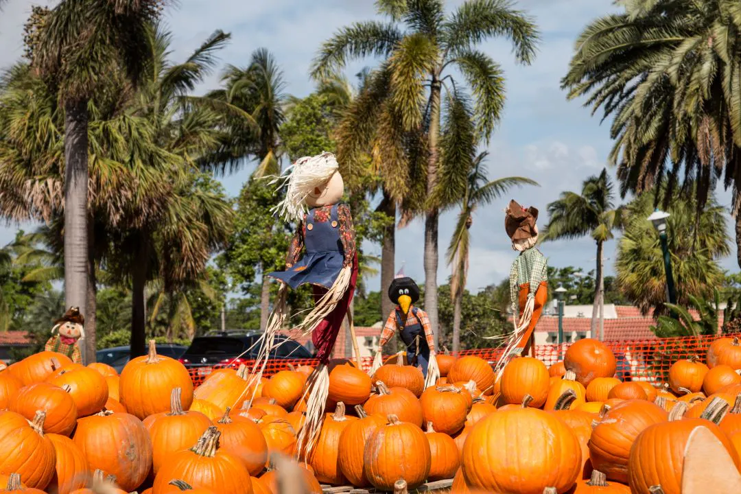 Foto de otoño de un campo de calabazas en Florida antes de Halloween y Acción de Gracias en Miami