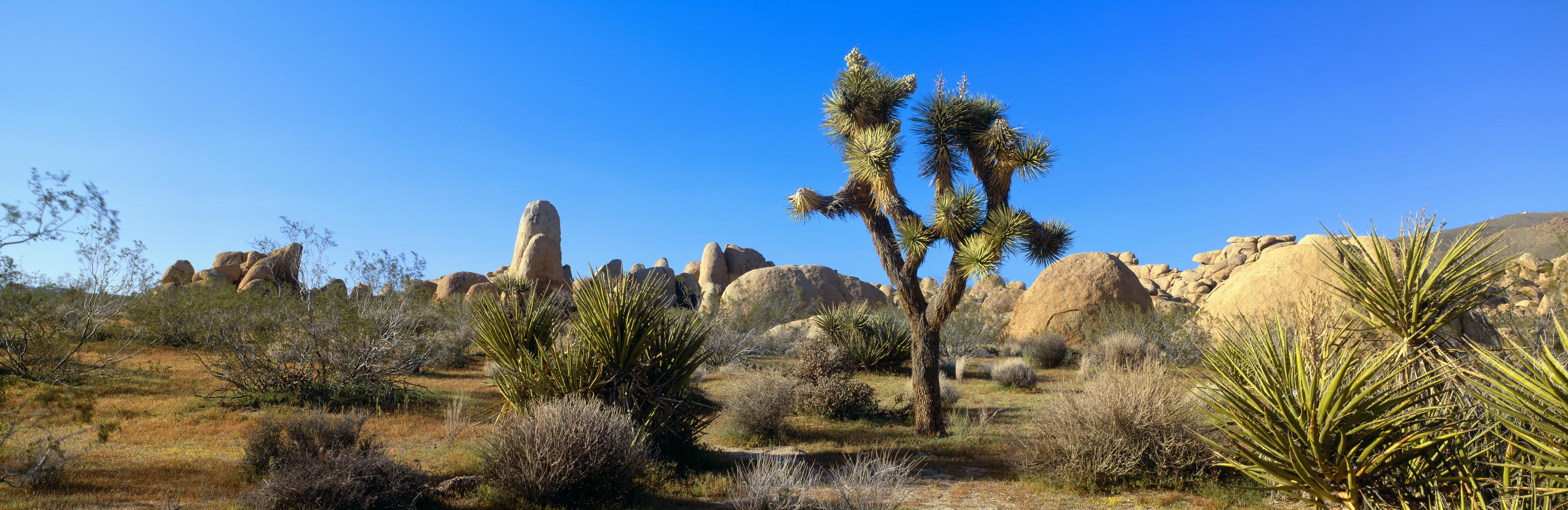 visit joshua tree national park with your palm springs motorcycle rental, image of joshua tree national park landscape with rock formations and a joshua tree