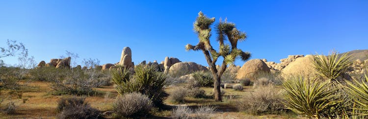 visit joshua tree national park with your palm springs motorcycle rental, image of joshua tree national park landscape with rock formations and a joshua tree