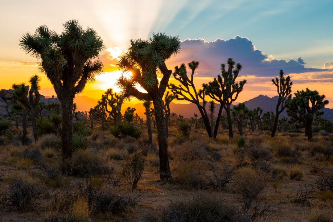 Sunset over Joshua Tree National Park, California, USA Palm Springs to Joshua Tree National Park Road Trip