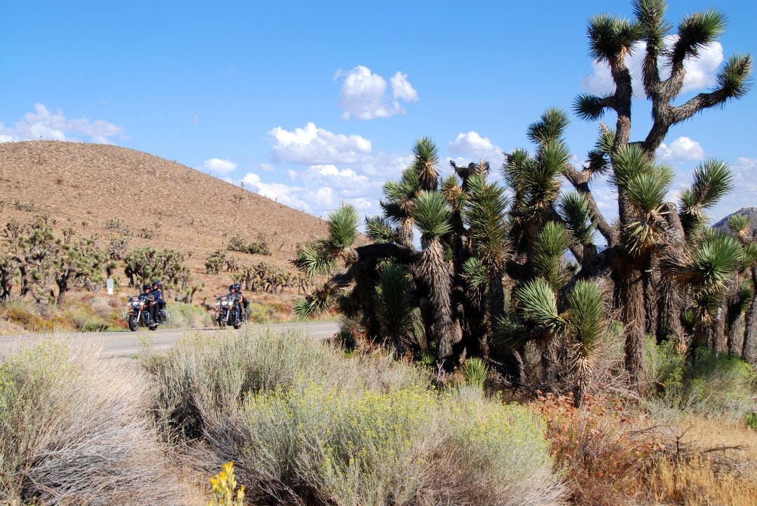 motorcycle riding in high desert with joshua trees Motorcycle Clubs near Palm Springs, CA