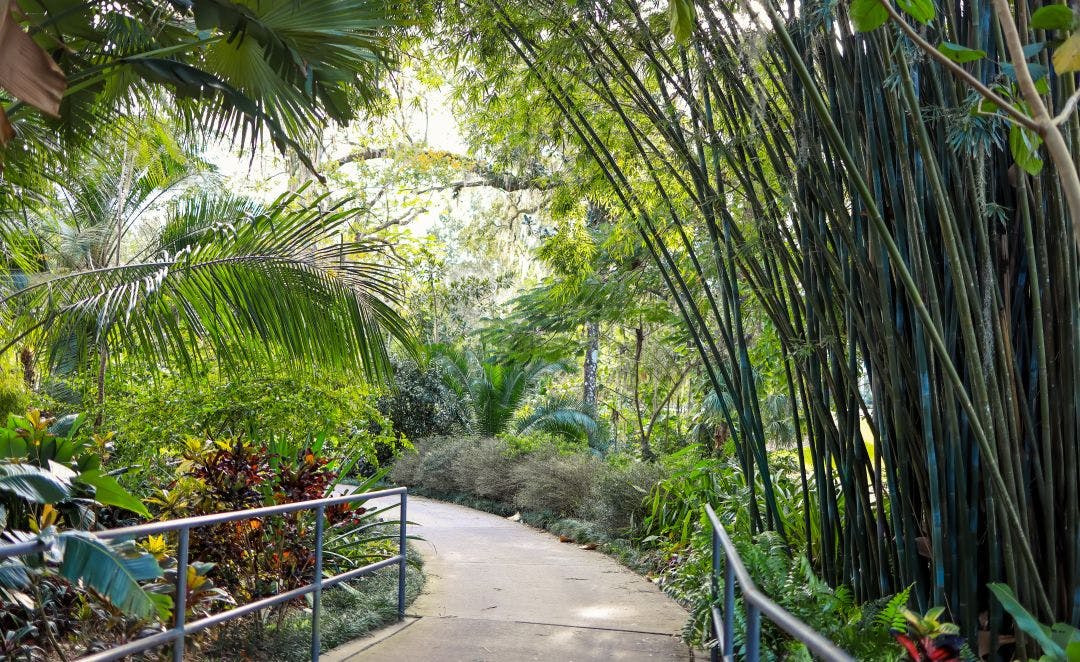 A scenic alley in Harry P Leu gardens , variety of palm trees on both sides of the alley Guide to Motorcycle Riding in Orlando: Events, Routes & More