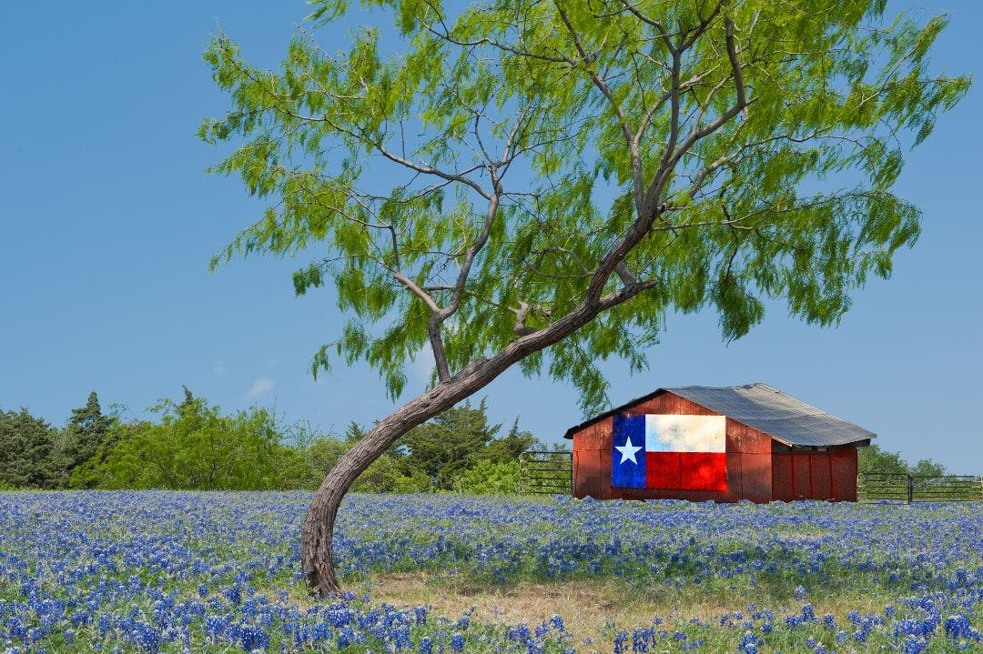 Texas Bluebonnets Best Scenic Motorcycle Rides in Texas