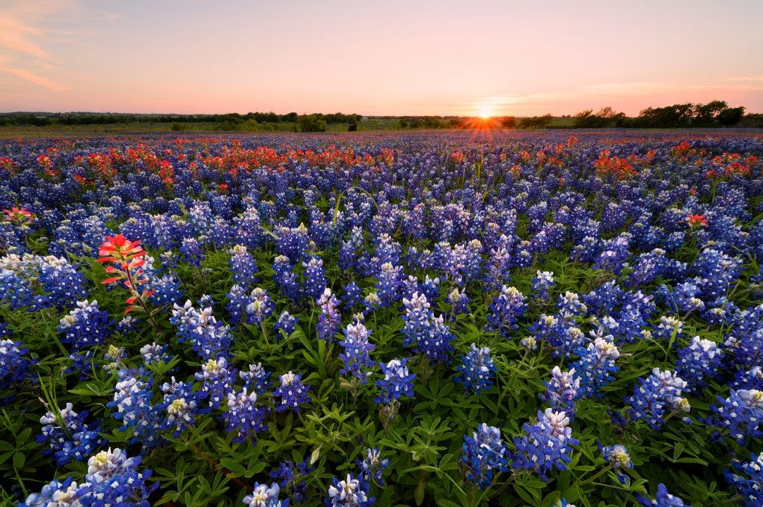 Wild flower Bluebonnet in Texas Best Scenic Motorcycle Rides in Texas