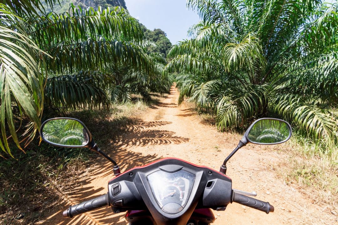 view from scooter driver seat on a road with palm trees How Much Do Motorcycle Rentals Cost in Fort Lauderdale?