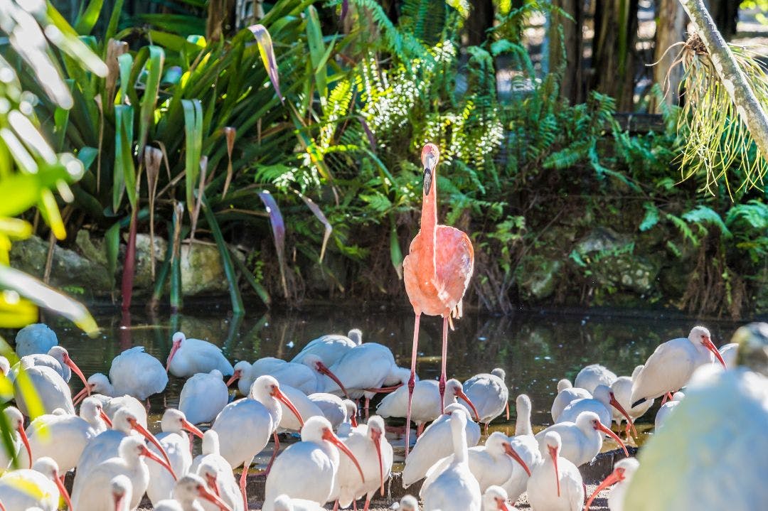 A view of a flamingo amongst a flock of American White Ibis in a garden near Fort Lauderdale, Florida on bright sunny day Discover Things to Do in Fort Lauderdale, FL