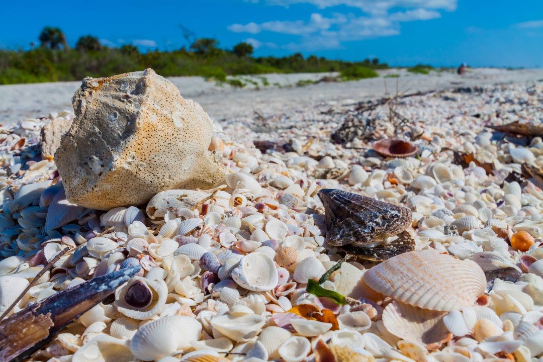 sanibel island shells on the beach best florida day trips