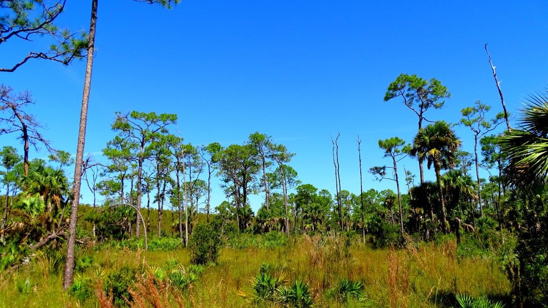 big cypress reservation collier county fl best florida day trips