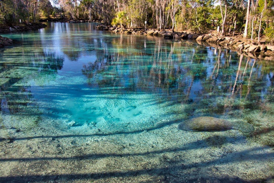 A West Indian Manatee rests in the warm crystal clear waters of Florida's Three Sisters Springs best florida day trips