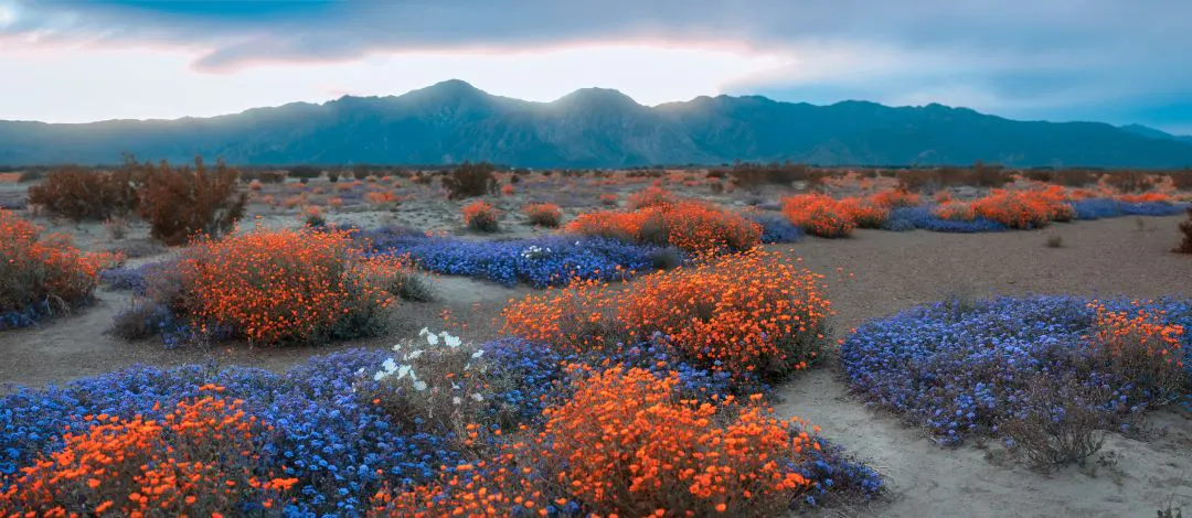 Flores silvestres coloridas na primavera no Parque Estadual Anza Borrego, Califórnia. Melhores Estradas de Motocicleta em San Diego, Califórnia - Parte 2
