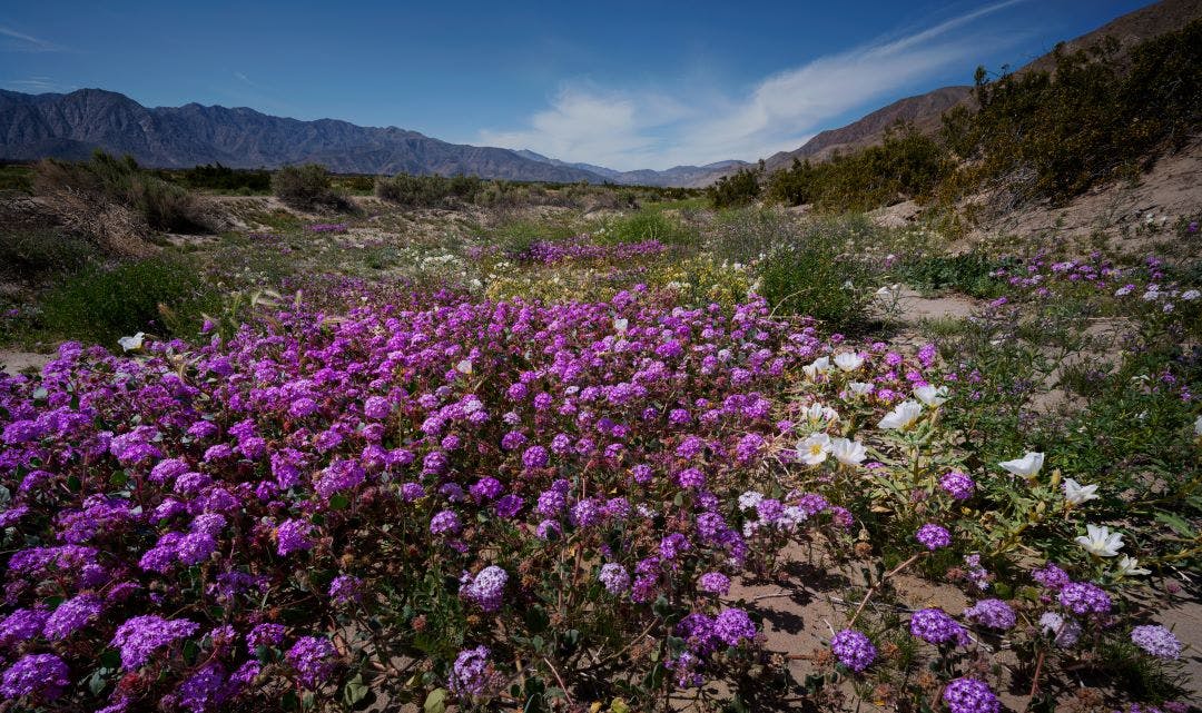 field of flowers Anza Borrego Spring Bloom 2024 San Diego Airbnb for Motorcycles: Riders Share