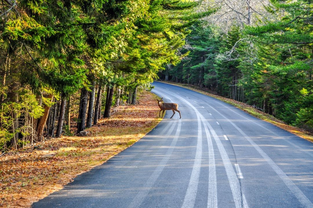 deer crossing road in arcadia national park Here Are The Most Common Motorcycle Accidents & Causes