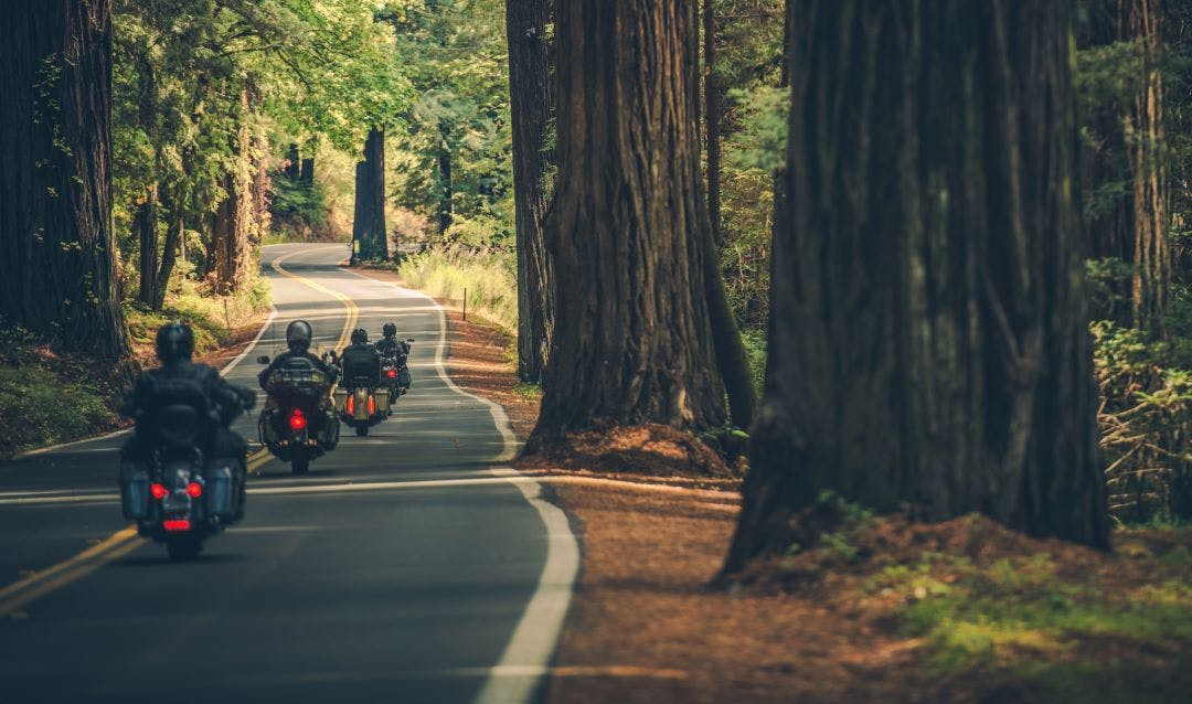 motorcycle group riding through redwood highway Motorcycle Riding Tips