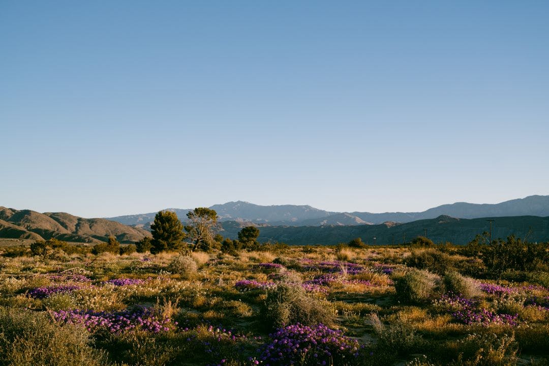 super bloom at Anza Borrego desert Top Destinations for Motorcycle Rentals in 2024-2025