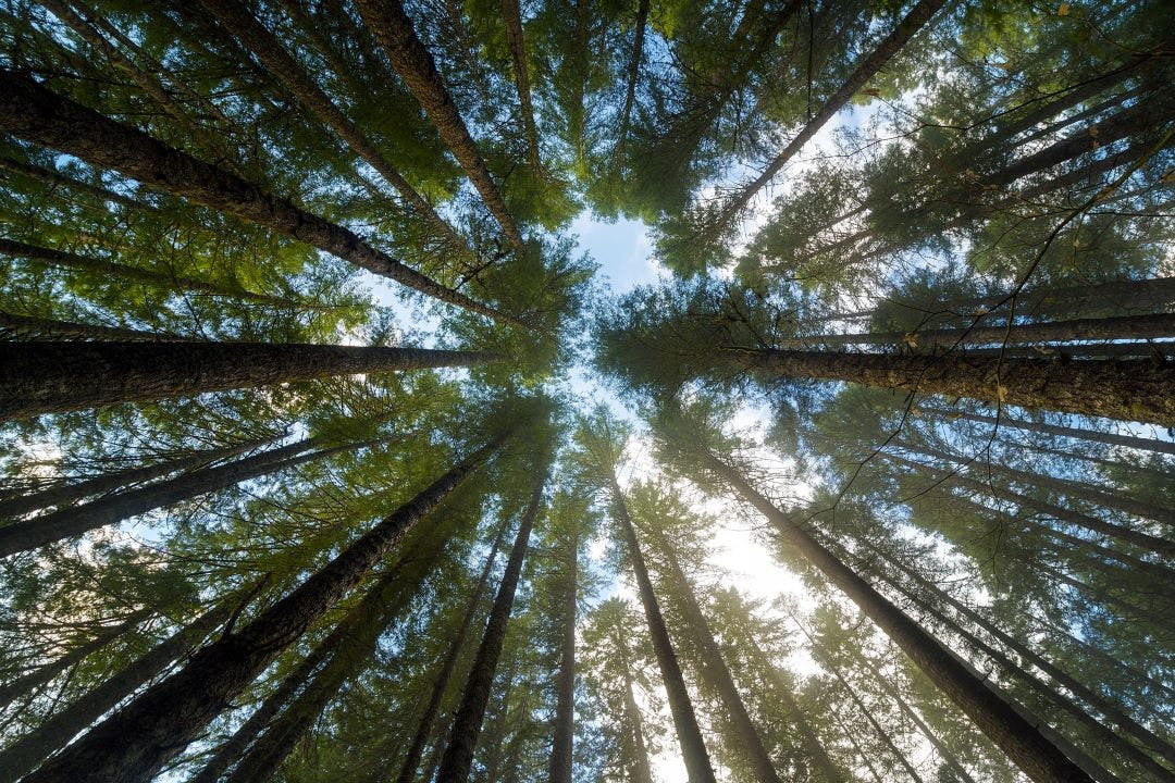 Towering Fir Trees in Oregon Forest State Park USA America The Perfect Pacific Northwest Motorcycle Trip