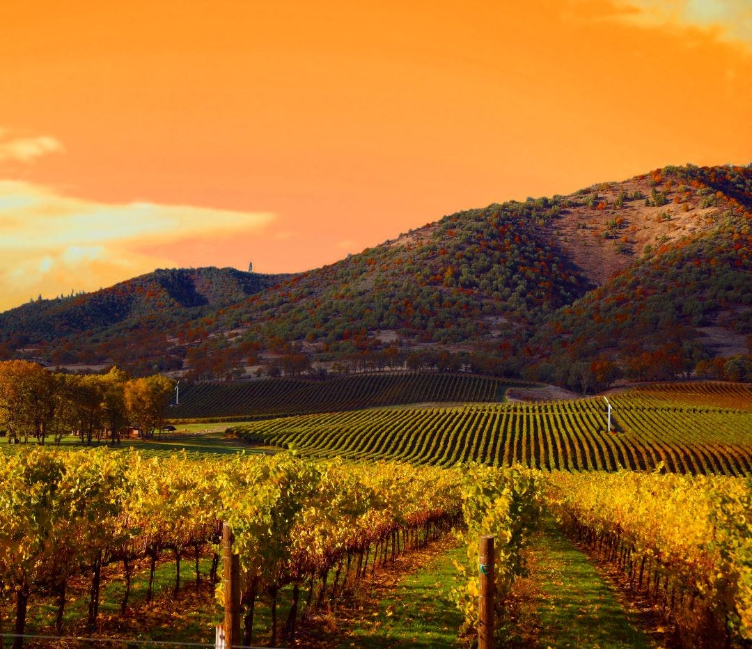 Vineyard Sunset Discover the Most Worthwhile Day Trips from the San Francisco Bay Area