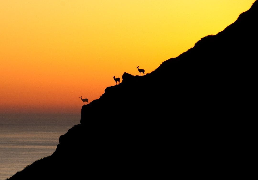 Black tailed deer silhouettes at sunset, Point Reyes National Seashore, California Discover the Most Worthwhile Day Trips from the San Francisco Bay Area