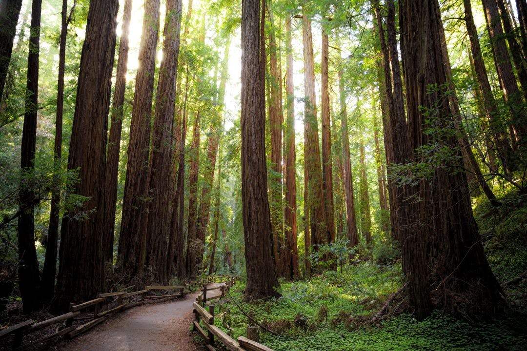 Path in the Muir Woods Redwoods, Muir Woods National Monument, California Discover the Most Worthwhile Day Trips from the San Francisco Bay Area