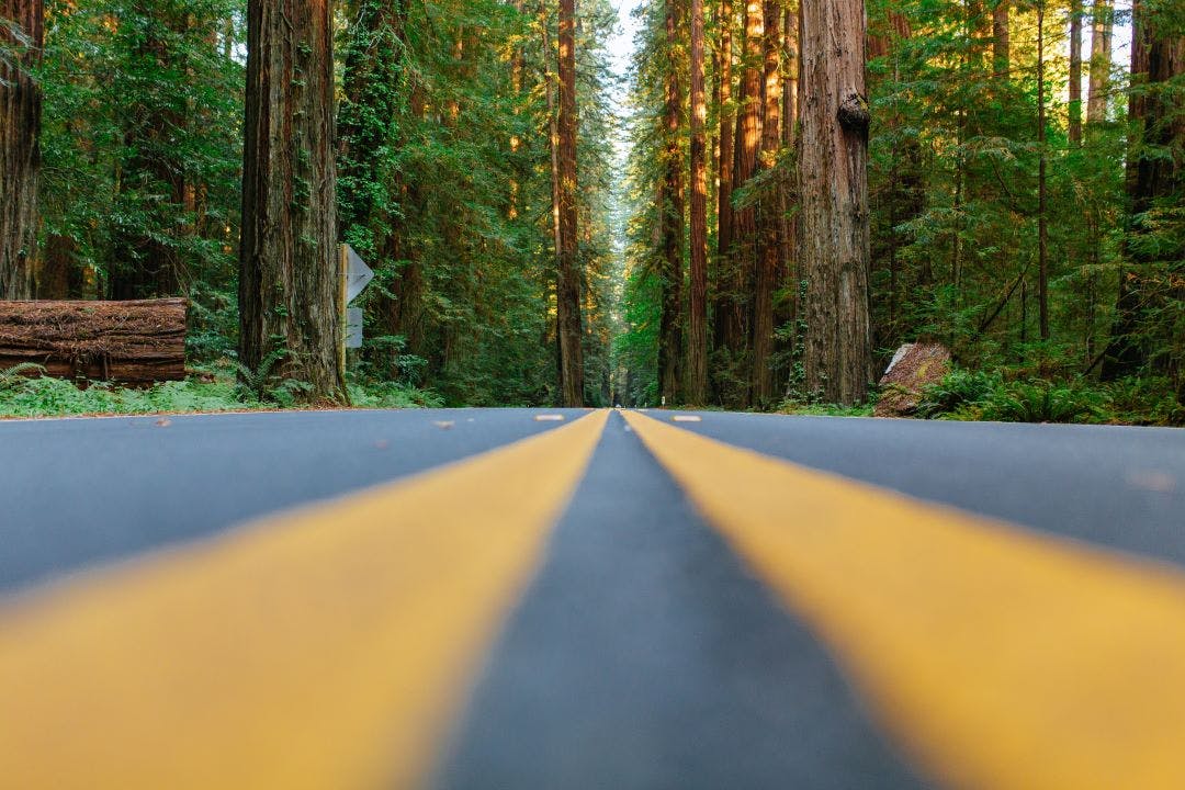 The Road Avenue of Giants Best Motorcycle Rides in Northern California - Bay Area to the Redwoods