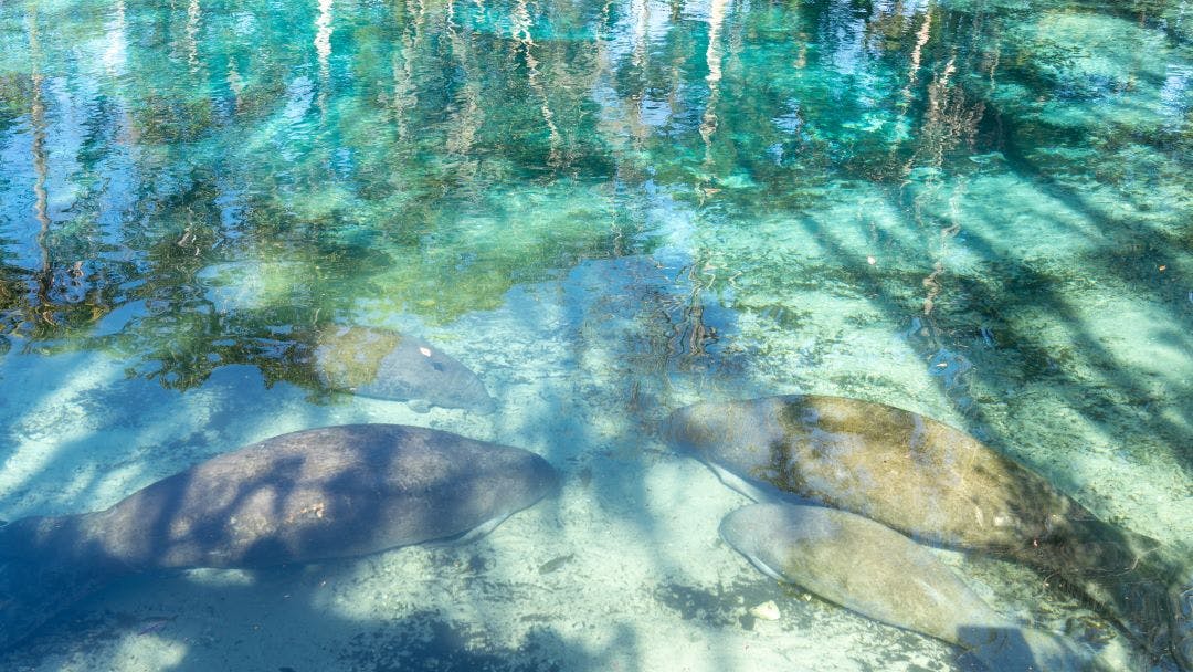 Four Florida Manatees swimming in the water at Crystal River National Wildlife Refuge in Florida, USA 13 Day Trips to-and-from Daytona Beach