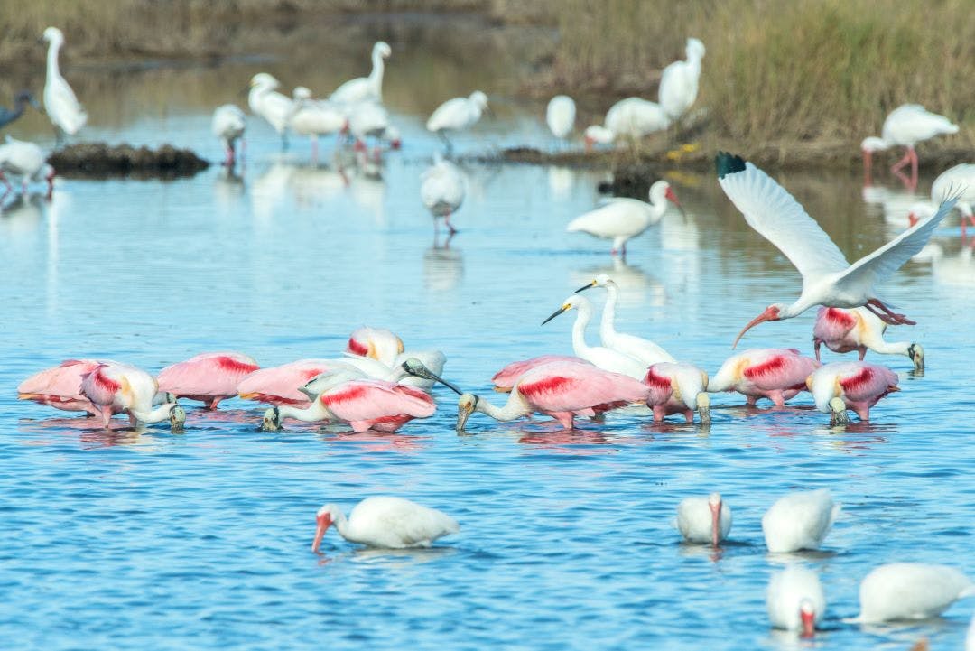 USA, Florida, Merritt Island, National Wildlife Refuge, White Ibis, Great Egrets and Roseate Spoonbills 13 Day Trips to-and-from Daytona Beach