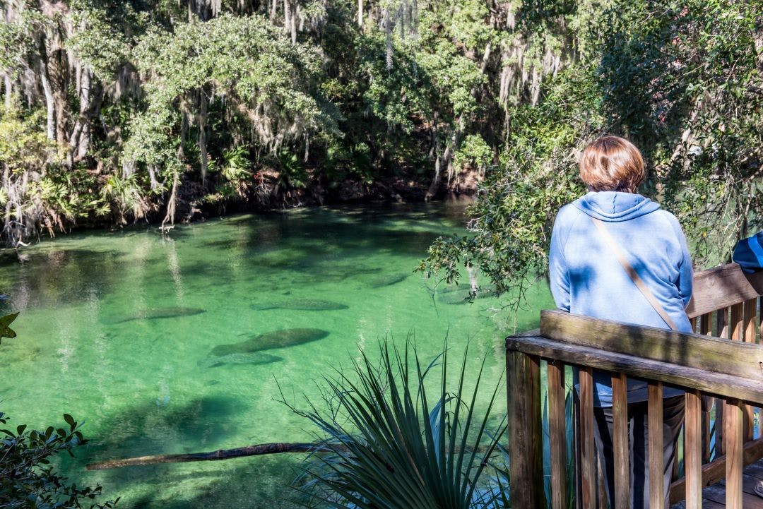 A female park visitor watching wintering Florida manatees from an observation deck at the Blue Spring State Park, Florida, USA 13 Day Trips to-and-from Daytona Beach