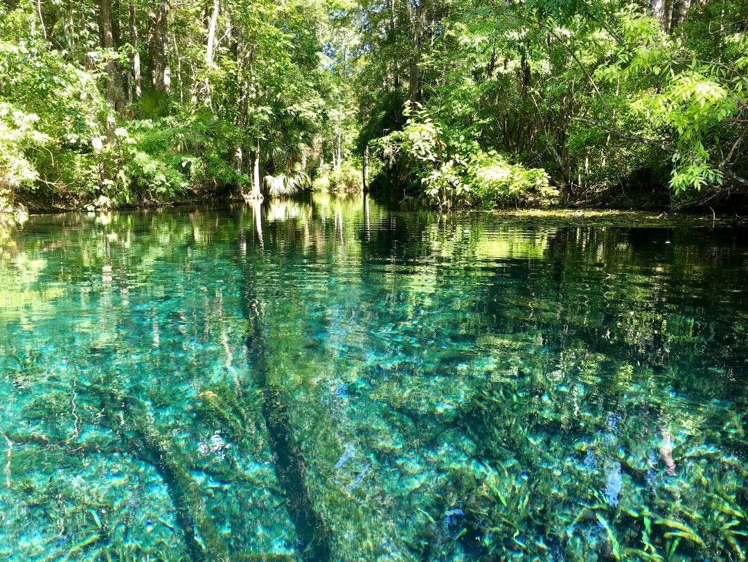 America's largest spring sits untouched within Silver Springs State Park 13 Day Trips to-and-from Daytona Beach