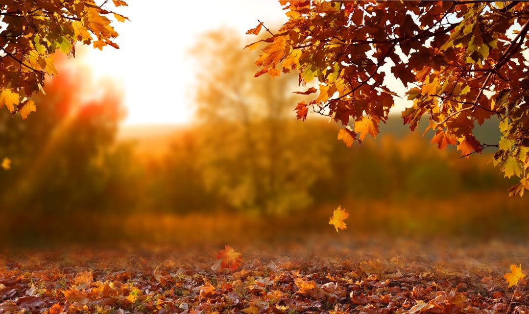 Beautiful autumn landscape with. Colorful foliage in the park. Falling leaves natural background 13 Scenic Locations to See Autumn Foliage in Tennessee