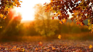 13 Scenic Locations to See Autumn Foliage in Tennessee