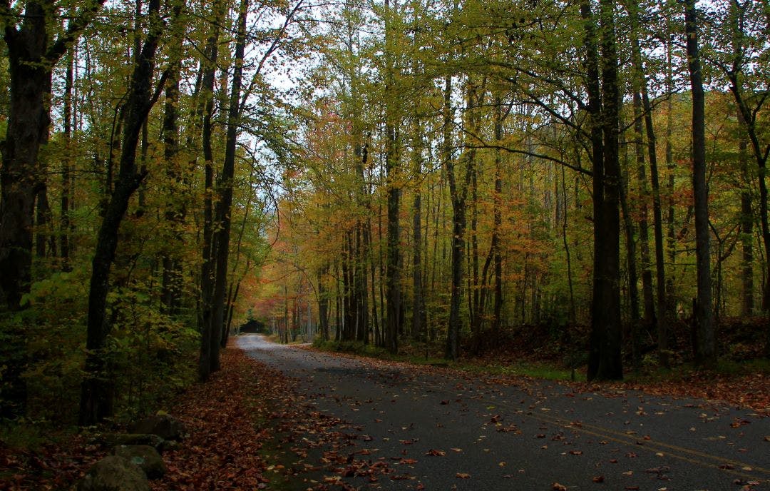 Fall colors at Frozen head state park in Tennessee 13 Scenic Locations to See Autumn Foliage in Tennessee