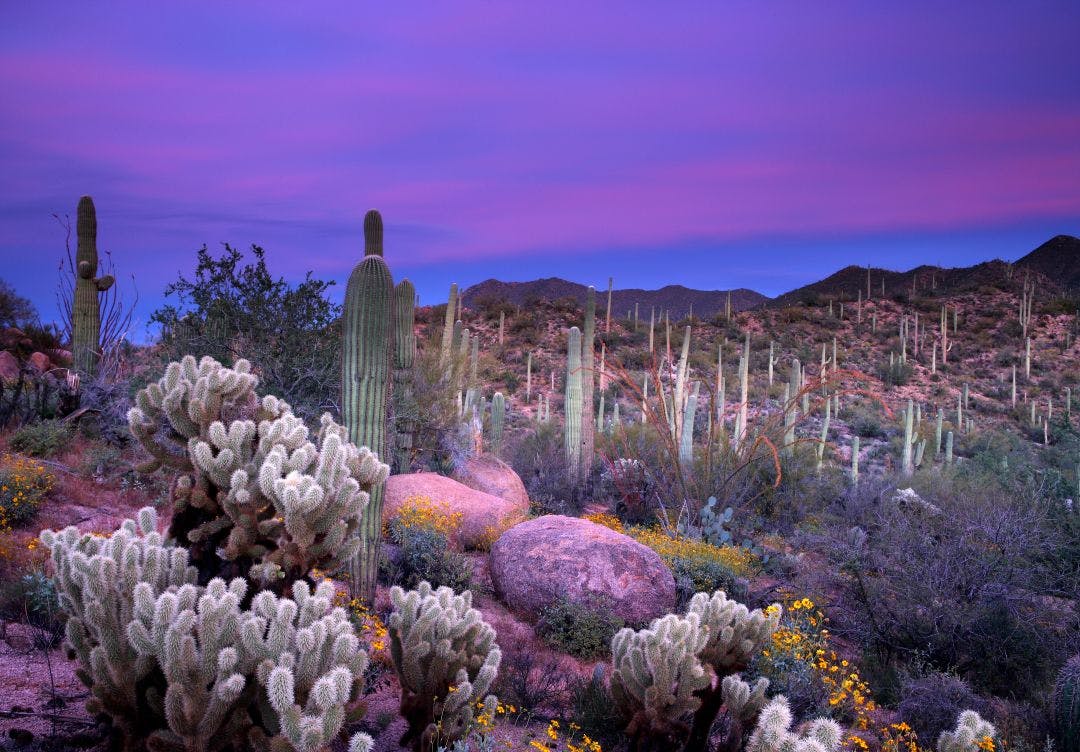 Saguaro Sunset Best Motorcycle Rides in Tucson, Arizona