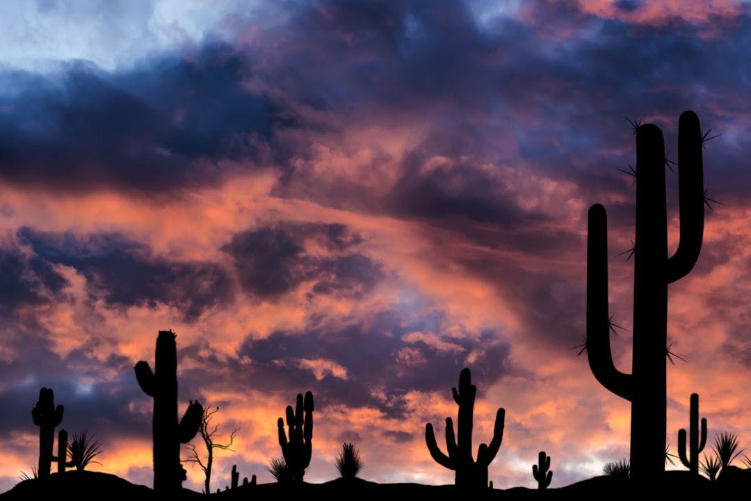 Silhouettes of different cacti at sunset with beautiful clouds in the desert Best Motorcycle Rides in Tucson, Arizona